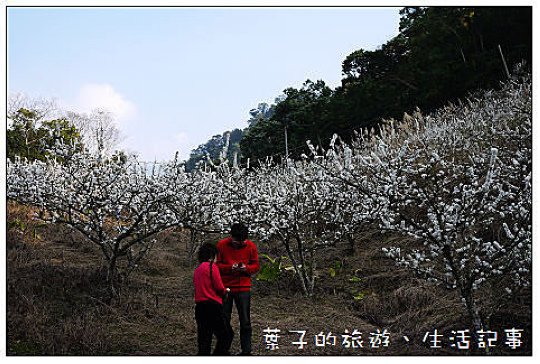 大湖採草莓
