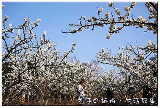 大湖採草莓