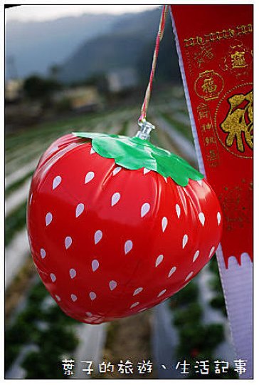 大湖採草莓