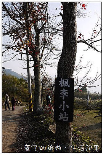 大湖採草莓