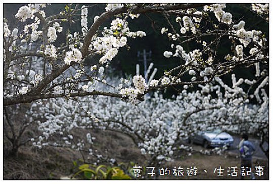大湖採草莓