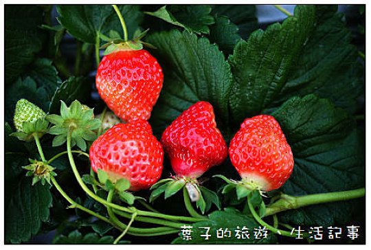 大湖採草莓