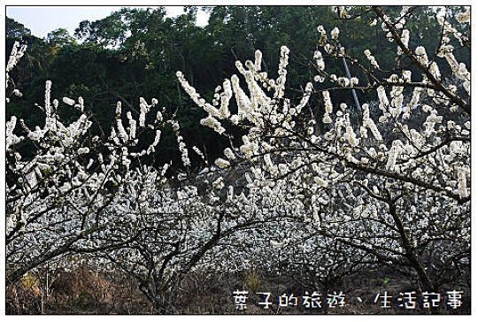 大湖採草莓