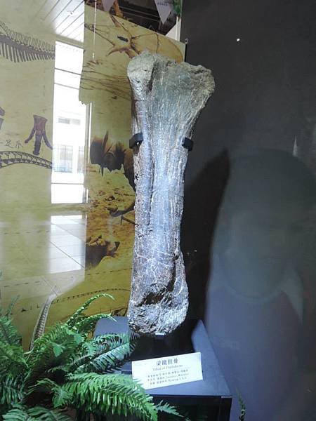 恐龍化石1.jpg