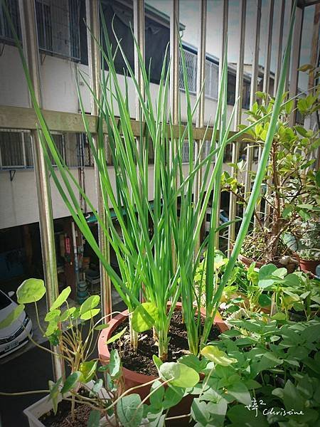 DAY35 蔥頭無邊際.jpg