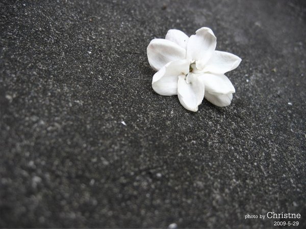 落花有意否.JPG