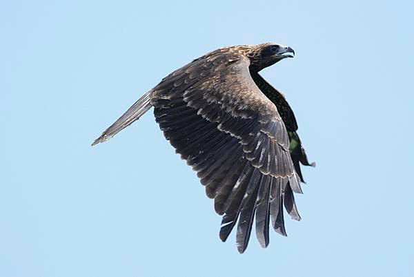 黑鳶野放1