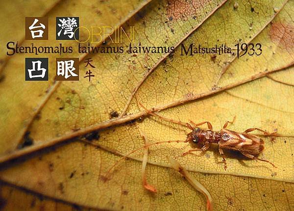 台灣凸眼 拷貝拷貝.JPG