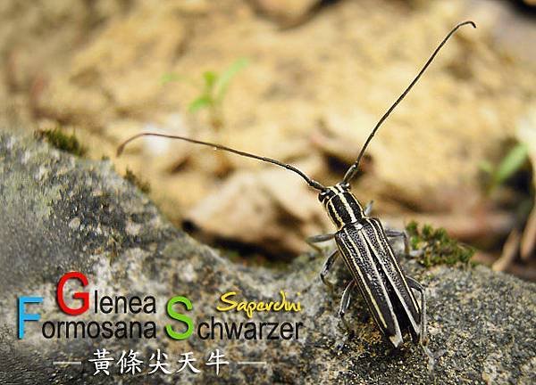 黃條尖 拷貝拷貝.jpg