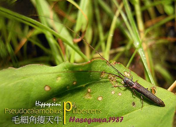 毛細角瘦 拷貝拷貝.jpg