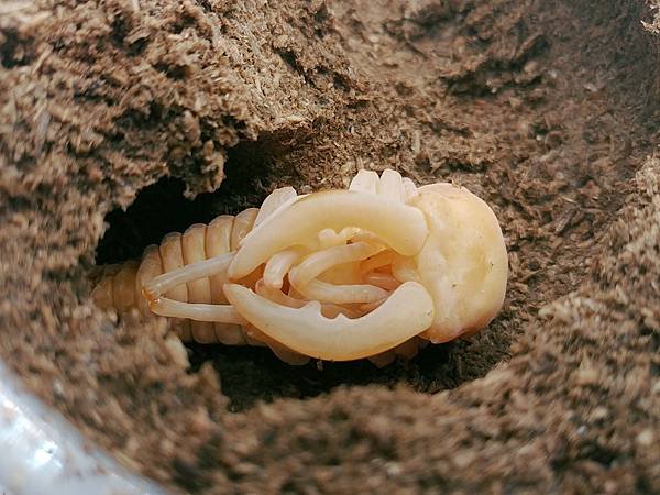 2020-2021 日本鋸鍬飼育成果發表(黑島鋸篇)