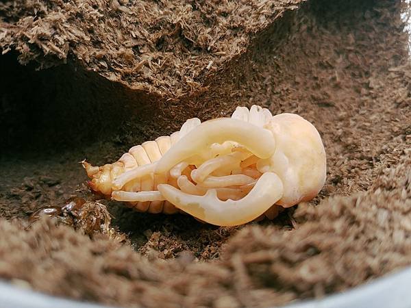 2020-2021 日本鋸鍬飼育成果發表(黑島鋸篇)