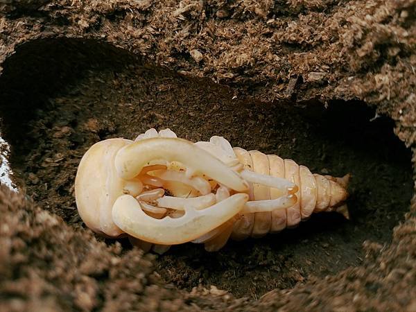 2020-2021 日本鋸鍬飼育成果發表(黑島鋸篇)
