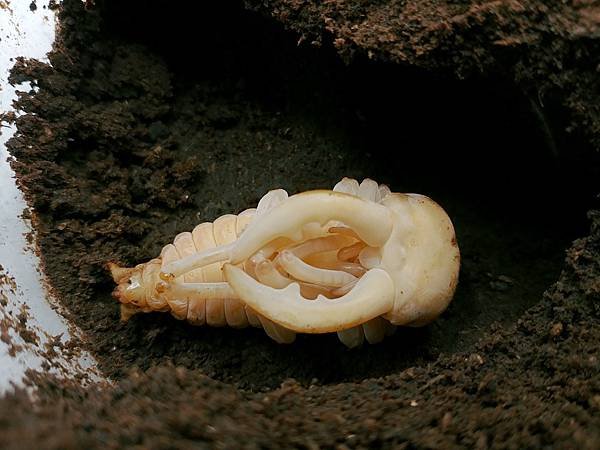 2020-2021 日本鋸鍬飼育成果發表(黑島鋸篇)