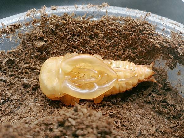 2020-2021 日本鋸鍬飼育成果發表(黑島鋸篇)