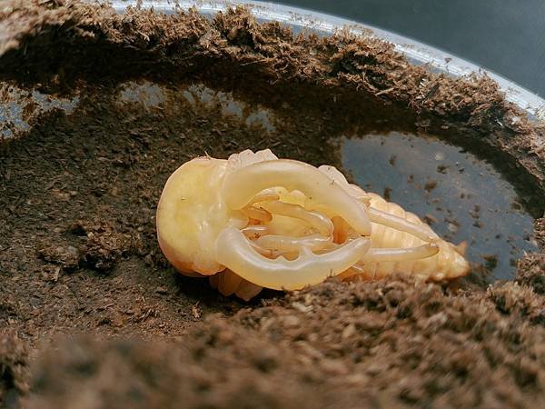 2020-2021 日本鋸鍬飼育成果發表(黑島鋸篇)