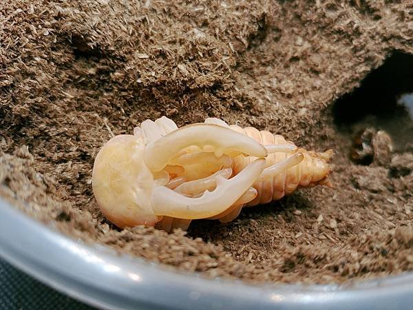 2020-2021 日本鋸鍬飼育成果發表(黑島鋸篇)