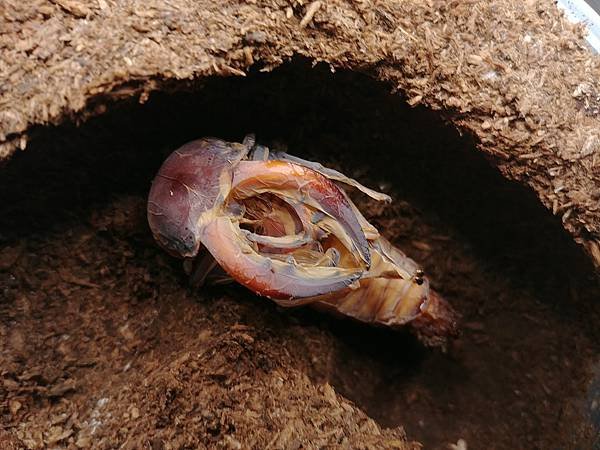2020-2021 日本鋸鍬飼育成果發表(黑島鋸篇)