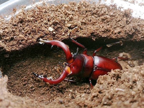 2020-2021 日本鋸鍬飼育成果發表(黑島鋸篇)