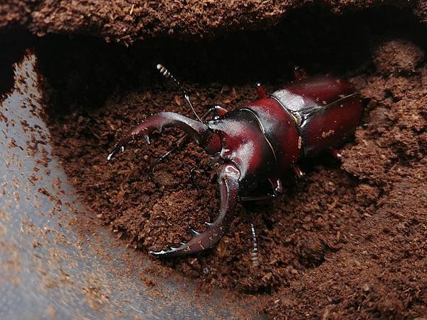 2020-2021 日本鋸鍬飼育成果發表(黑島鋸篇)
