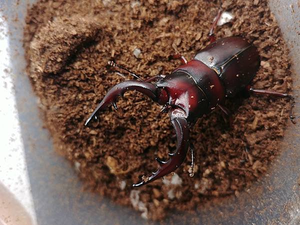 2020-2021 日本鋸鍬飼育成果發表(黑島鋸篇)