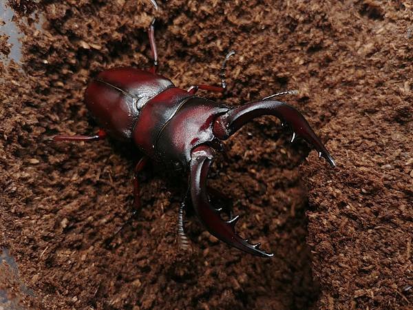 2020-2021 日本鋸鍬飼育成果發表(黑島鋸篇)