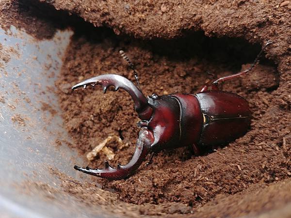 2020-2021 日本鋸鍬飼育成果發表(黑島鋸篇)