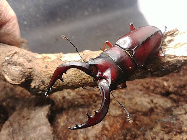 2020-2021 日本鋸鍬飼育成果發表(黑島鋸篇)