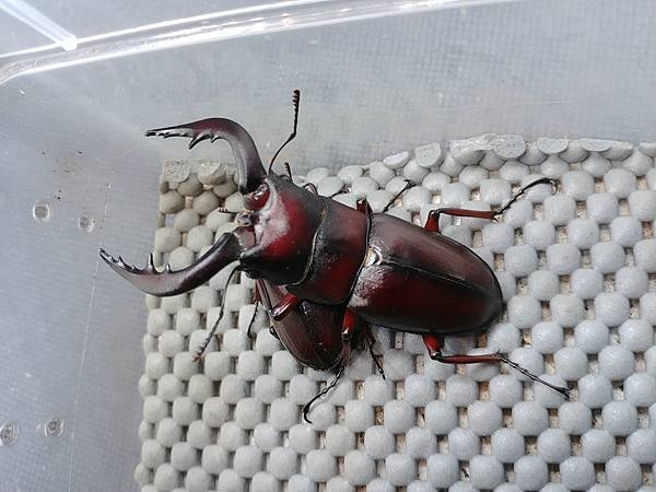 2020-2021 日本鋸鍬飼育成果發表(黑島鋸篇)