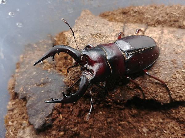 2020-2021 日本鋸鍬飼育成果發表(黑島鋸篇)