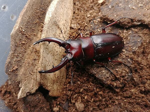 2020-2021 日本鋸鍬飼育成果發表(黑島鋸篇)