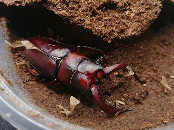 2020-2021 日本鋸鍬飼育成果發表(黑島鋸篇)