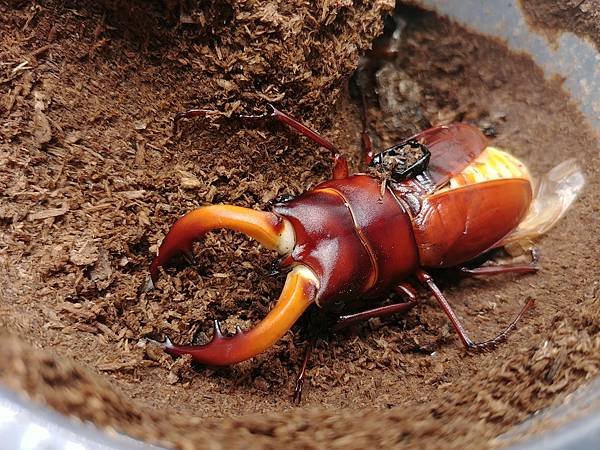 2020-2021 日本鋸鍬飼育成果發表(黑島鋸篇)