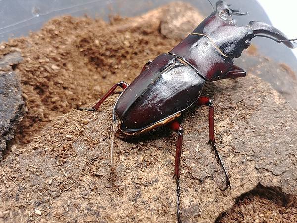2020-2021 日本鋸鍬飼育成果發表(黑島鋸篇)