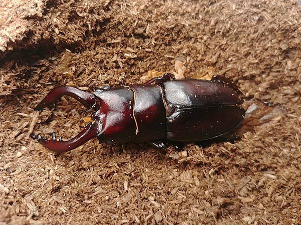 2020-2021 日本鋸鍬飼育成果發表(黑島鋸篇)