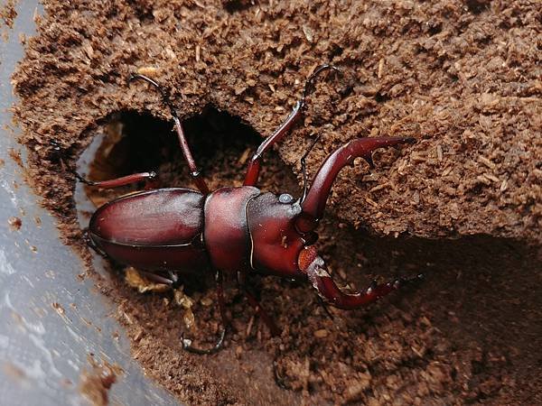 2020-2021 日本鋸鍬飼育成果發表 (種子島鋸篇)