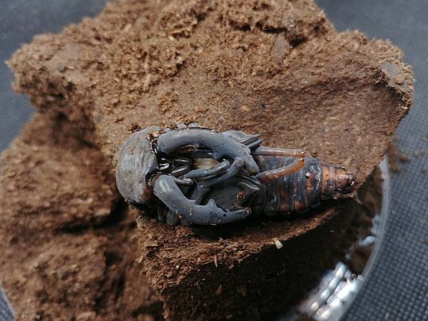 2020-2021 日本鋸鍬飼育成果發表(黑島鋸篇)