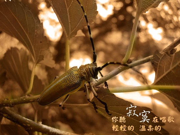 2009.6.6 011 拷貝1.jpg
