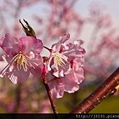 河津櫻,櫻花13-02-2012-126.jpg