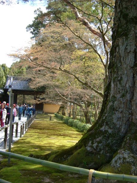 金閣寺-京都   (8).JPG