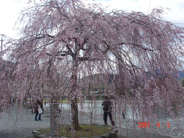 4-5嵐山渡月橋 (14).JPG