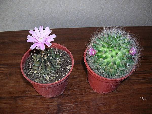 DSCN7471