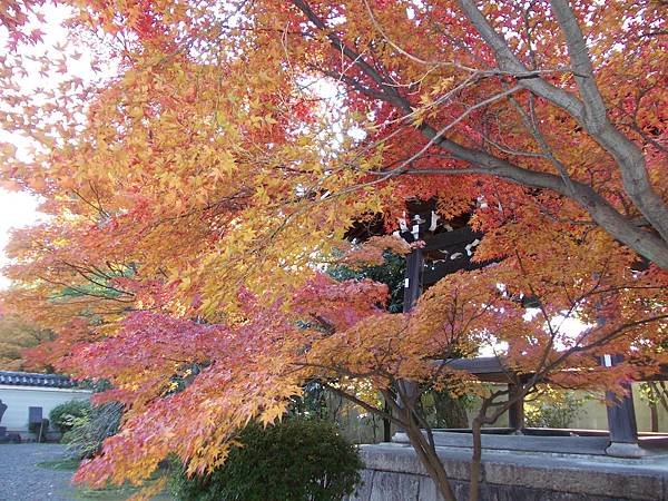 京都紅葉旅：千年相思廬山寺