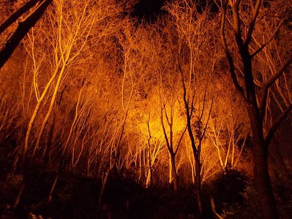 楓‧京都：京都甜在心‧夜楓清水寺