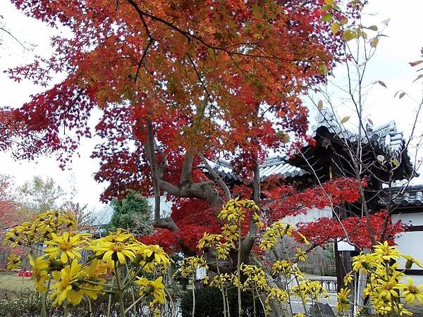 2016楓彩京都：不斷櫻 勧修寺晚秋