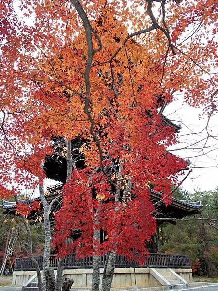 楓韻京都：華麗行列的仁和寺（二王門、御殿、南庭、北庭、五重塔