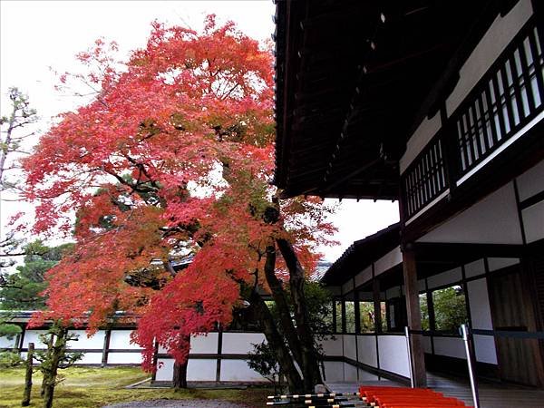 楓韻京都：華麗行列的仁和寺（二王門、御殿、南庭、北庭、五重塔