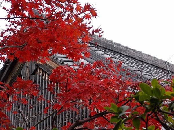 楓韻京都：華麗行列的仁和寺（二王門、御殿、南庭、北庭、五重塔