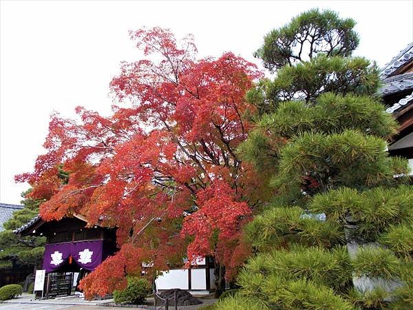 楓韻京都：華麗行列的仁和寺（二王門、御殿、南庭、北庭、五重塔