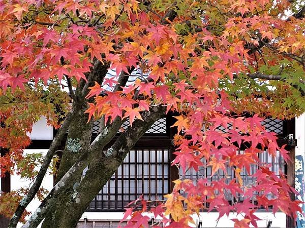 楓韻京都：華麗行列的仁和寺（二王門、御殿、南庭、北庭、五重塔